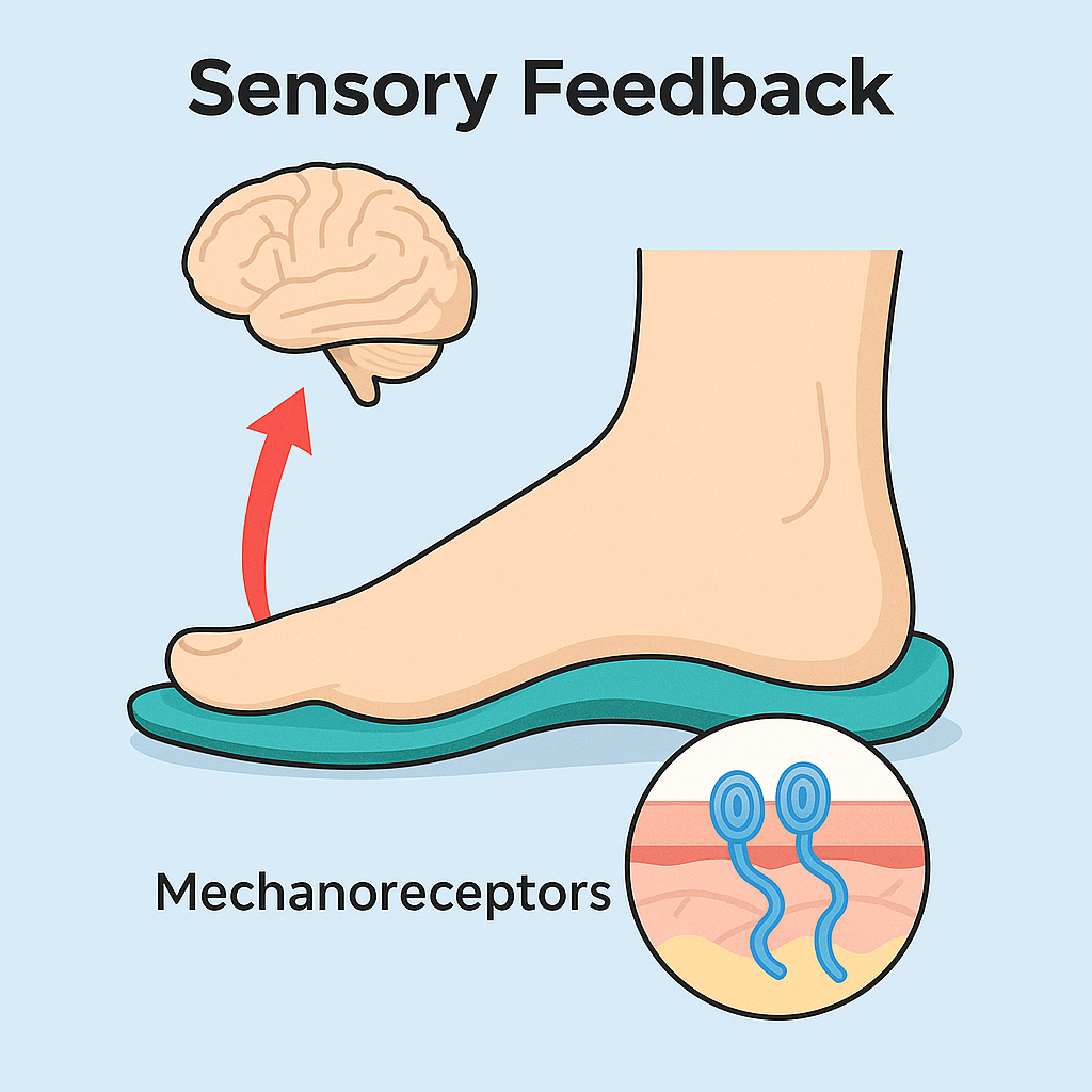 Sensory feedback diagram showing the connection between foot mechanoreceptors and brain motor control