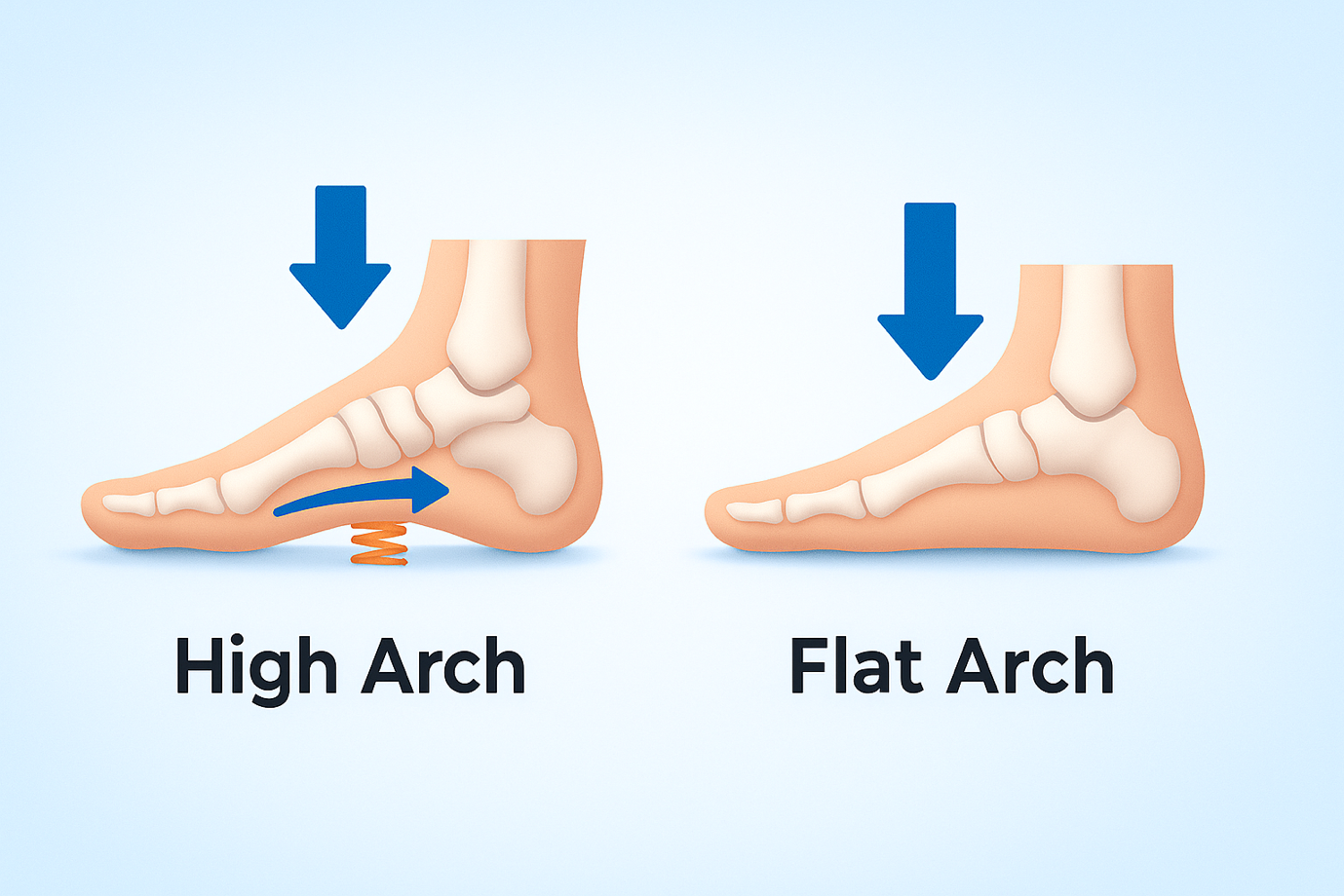 Diagram illustrating arch mechanics and elastic energy storage during the gait cycle